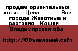 продам ориентальных котят › Цена ­ 5 000 - Все города Животные и растения » Кошки   . Владимирская обл.
